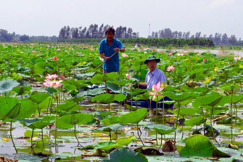 Nông dân Hậu Giang 'chỉ nhau' làm giàu