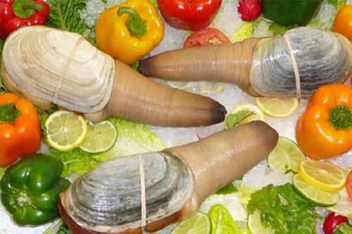 Các món ăn hảo hạng từ con tu hài hình dáng 'nhạy cảm'