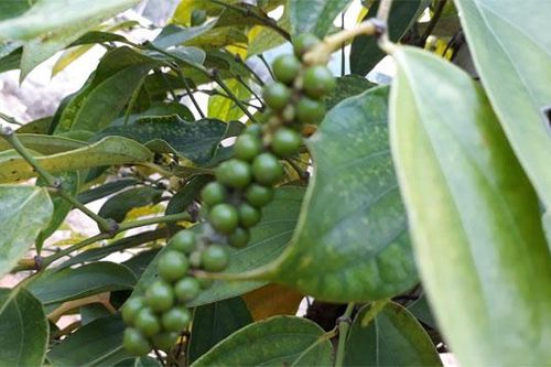 Giá hồ tiêu hôm nay (20/8): Tăng chạm mốc 50.000 đồng/kg
