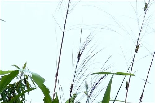Châu chấu tre lưng vàng hoành hành tại vùng cao biên giới