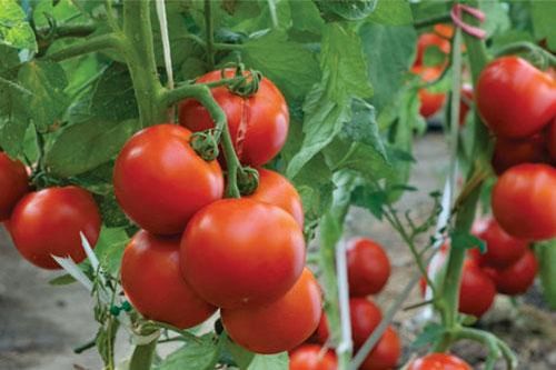 'Lạ đời' cách trồng cà chua cực nhanh không cần gieo hạt, không cần mua cây giống