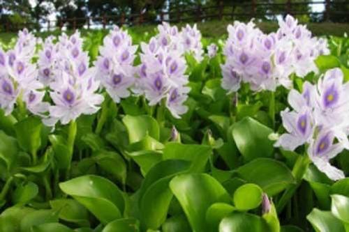 Loài cây 'cho không ai lấy' ở Việt Nam được bán với giá 'chát' ở nước ngoài, có nhiều lợi ích với sức khỏe