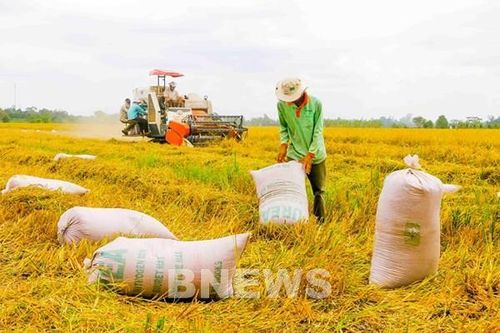 Nông dân Sóc Trăng được mùa, giá lúa tăng cao