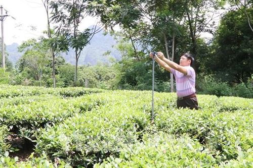 Huyện vùng cao Võ Nhai phát triển sản phẩm nông nghiệp chủ lực