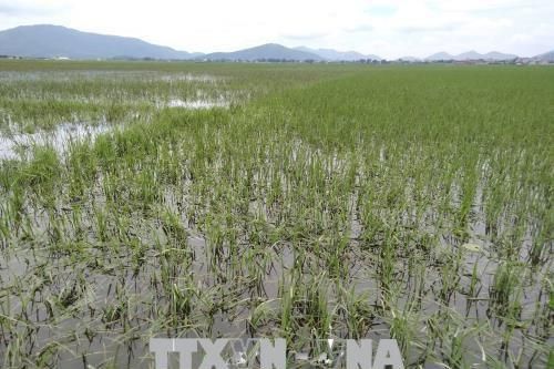 Mưa bão gây thiệt hại nhiều diện tích lúa và hoa màu tại Phú Thọ