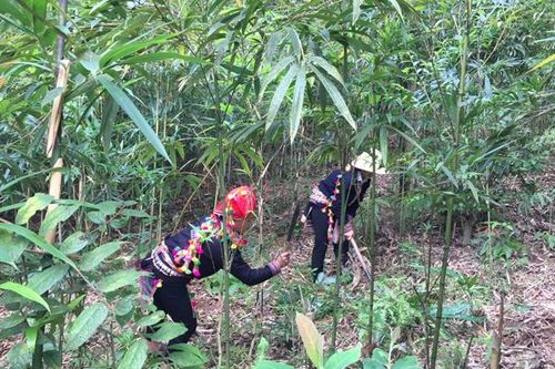 Đánh giá kết quả triển khai dự án xây dựng vùng nguyên liệu măng sặt tại Văn Bàn