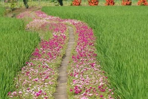 Mê mẩn con đường hoa mười giờ đẹp và lãng mạn nhất Việt Nam