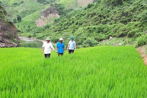 Hướng dẫn đồng bào dân tộc ở bản Dộ - Tà Vờng trồng lúa nước