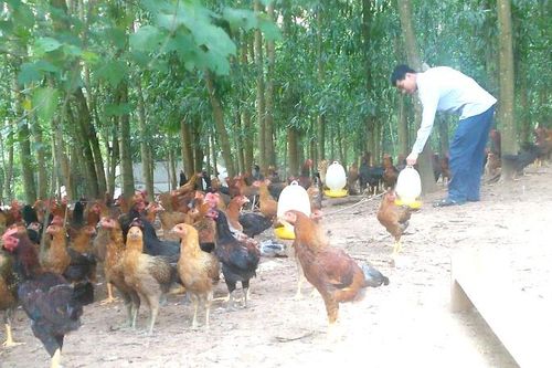 Thái Nguyên cần sớm hoàn thiện thủ tục giao đất lâm nghiệp cho người dân