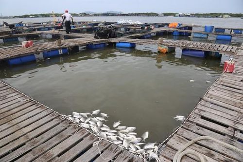 Cá nuôi lồng bè Long Sơn chết hàng loạt: Hệ lụy từ nuôi trồng dày đặc