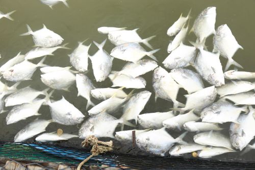 Cá lồng bè của 30 hộ nuôi chết hàng loạt, thiệt hại hơn 10 tỷ đồng