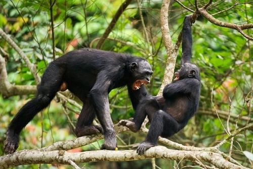 Con người tròn mắt trước 1001 kiểu 'cách ly xã hội' của động vật