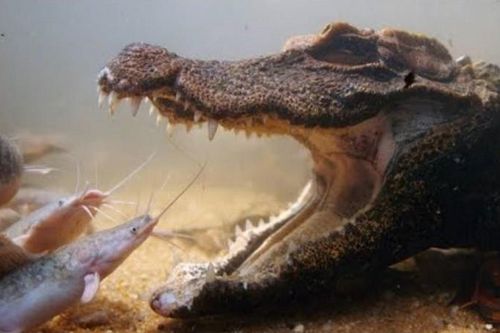 Cá sấu nhịn thở chờ cá trê chui vào miệng