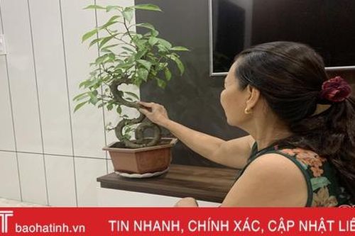 Mua cây cảnh dạo, nhiều người dân Hà Tĩnh 'ăn quả lừa'!