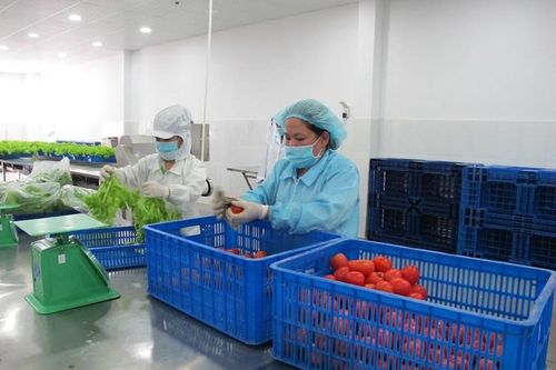 TP.HCM: Đề xuất dự án thực phẩm nông nghiệp an toàn