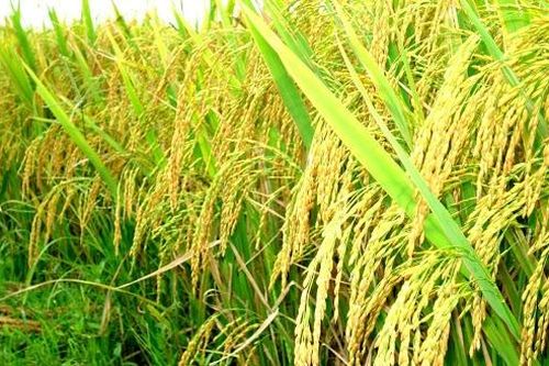 Giá lúa gạo hôm nay ngày 21/8: Giá gạo quay đầu giảm
