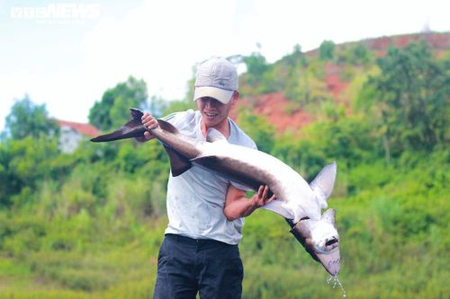 Nuôi cá 'ngàn đô' trên ốc đảo Tây Nguyên