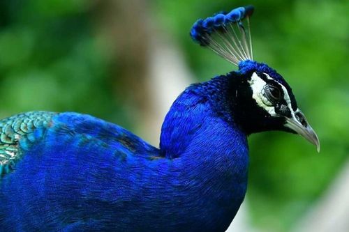Sở thú lâu đời bậc nhất thế giới giữa lòng TP.HCM