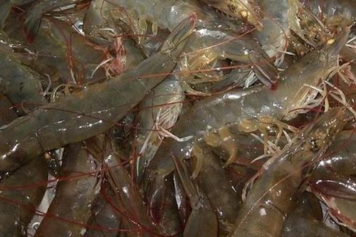 Cách chọn tôm tươi đúng hàng mới đánh bắt, chuẩn ngon