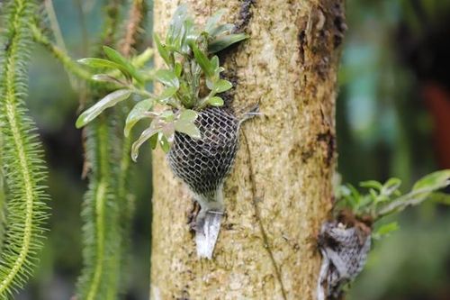 Thái Nguyên: 'Tài sản quý' từ lan dược liệu
