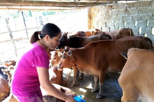 Bến Tre: Tập trung xử lý ổ dịch lở mồm long móng tại huyện Ba Tri