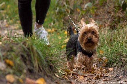 Tranh cãi quy định buộc người dân dắt chó đi dạo 2 lần mỗi ngày tại Đức