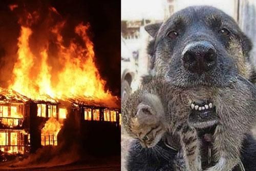 Căn nhà cháy rực, chú chó lao vào biển lửa làm một điều khiến ai cũng xúc động