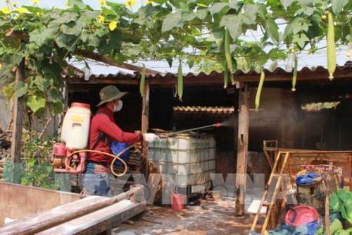 Xử lý khẩn cấp ổ dịch lở mồm long móng tại Bến Tre
