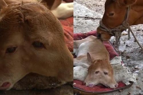 Bê chào đời với 2 đầu, 4 mắt gây sửng sốt