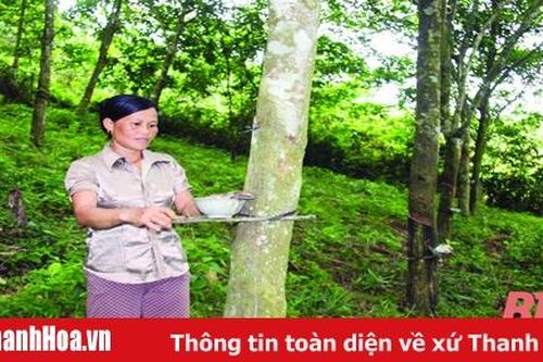 Các huyện miền núi đẩy mạnh phát triển cây công nghiệp