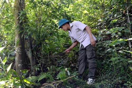 Nâng mức hỗ trợ bảo lâm xã, tăng trách nhiệm bảo vệ rừng