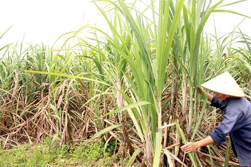 Loại bỏ vùng nguyên liệu mía kém hiệu quả