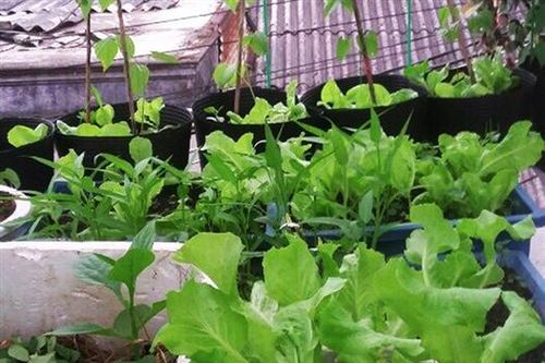 Giá trị của những vườn rau nhà phố