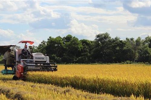 Còn khoảng 12.100 ha lúa hè thu chưa thu hoạch
