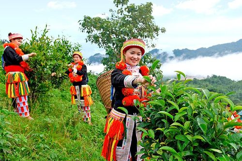 Thương hiệu nông sản xứ Tuyên
