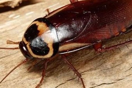 Đặt loại củ này trong bếp, gián mẹ cõng gián con chạy 'bán xới'