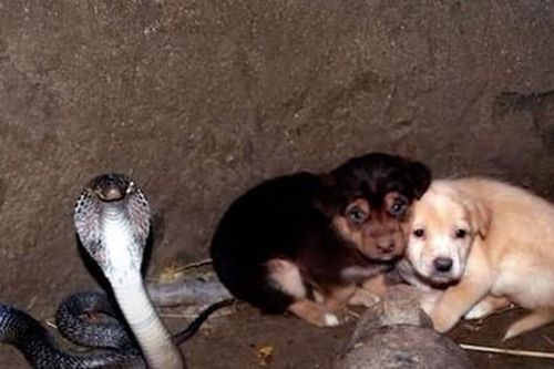 Rơi xuống hố gặp 'bé Na' cực độc, 2 chú cún lành ít dữ nhiều nhưng nhân viên cứu hộ đến nơi lại ngỡ ngàng trước cảnh tượng của 3 con vật