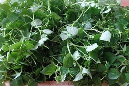 Thứ rau dại nhiều người nhổ bỏ lại được bán ngang với giá thịt lợn, không ngờ làm được nhiều món ngon gây thương nhớ