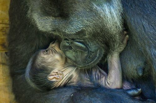 Khỉ đột gorilla quý hiếm ôm chặt con sau khi sinh ở sở thú Anh