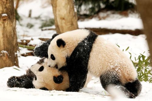 Gấu trúc cao tuổi Mei Xiang vừa sinh con khỏe mạnh