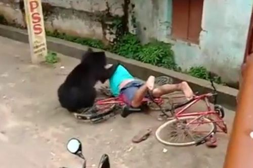 Gấu hoang tấn công người trong khu dân cư ở Ấn Độ