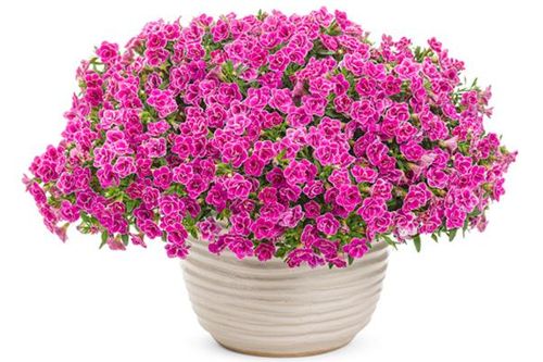 Tử vi hôm nay 23/8 của 12 cung hoàng đạo: Bọ Cạp tìm thấy cơ hội kinh doanh mới