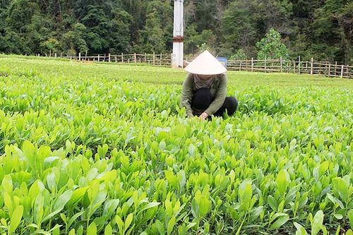 Các địa phương đẩy mạnh trồng rừng