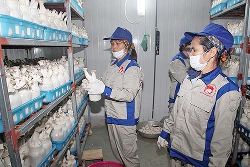Ninh Thuận tạo động lực phát triển kinh tế tập thể