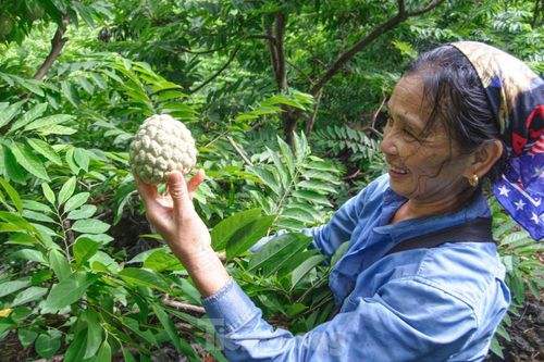 Lạng Sơn: Chợ na lớn nhất nước vào mùa
