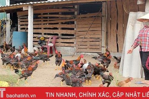 Xuống giá, 'bí' đầu ra, người nuôi gà ở Hà Tĩnh giảm đàn