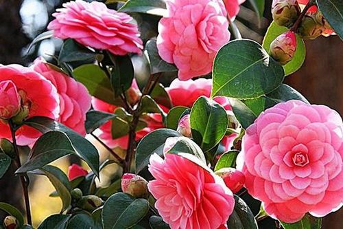 Cận cảnh loài hoa thiếu nữ đang khiến dân mạng 'điên đảo'