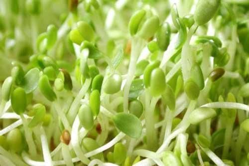 Món ăn được ví như 'vàng mười', tốt hơn 'ngàn năm dùng thuốc bổ'