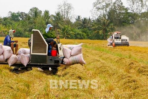 Thị trường nông sản tuần qua: Lúa gạo, cà phê tiếp tục đà tăng giá