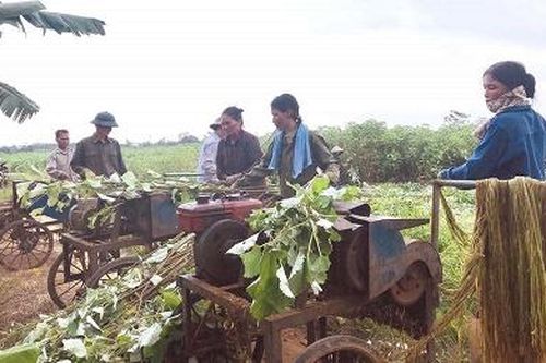 Cây 'vàng' trên đất Thanh Ba